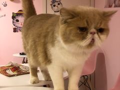 -三花喵·撸猫购宠·宠物生活馆(虹桥南丰城店)