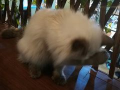 -李小姐の猫咖啡馆(五角场店)