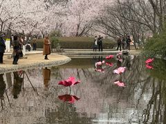 -桃花堤公园