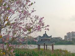 -江心岛
