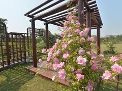 -鹅湖玫瑰文化园