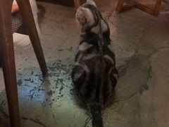 -咖法森林·咖啡  酒吧(天河店)