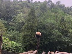 -都江堰中华大熊猫苑