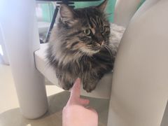 -藏猫猫咖啡主题馆(中央大道店)