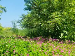 -桤木河湿地公园