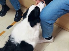 -宠福鑫康馨动物医院·骨科·眼科