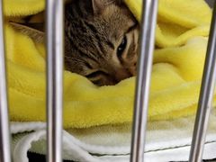 -创凡宠物医院·骨专科  猫科中心(西乡分院)