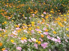 -红叶蛋糕(广达路总店)