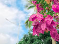 -东郊椰林