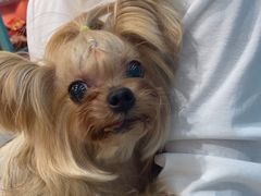 -FAELING PETS美天灵宠物(合生汇店)