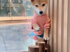 小丸子-南京Hallo宠物乐园·哈罗犬舍·柴犬繁育基地