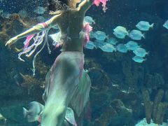 -海合安武汉极地海洋公园