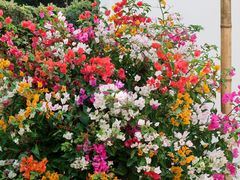 -莲花山公园