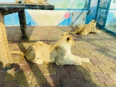 -大连森林动物园