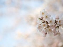 -南沙蒲洲花园