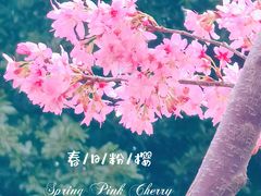 -狐尾山公园