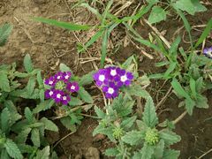 -北纬44度·金珠花海休闲农业旅游景区