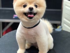 -小尾巴宠物店(万科·金域华庭店)