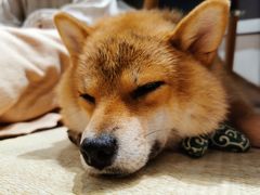 -逗柴咖啡屋·狗咖猫咖宠物桌游