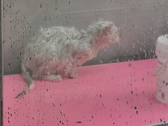 -宠福鑫康馨动物医院·骨科·眼科