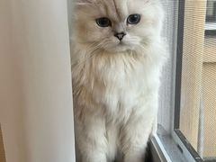 -翊宠yipet猫狗购宠庄园犬舍•猫舍