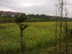 -贵阳市花溪国家城市湿地公园