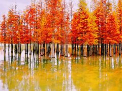 -白鹭湾湿地公园