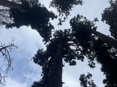 -天目山大树王景区