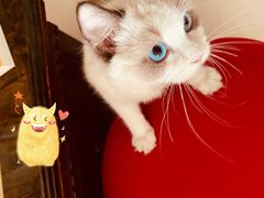 -猫大福·Fortune Cat猫舍(百子湾店)