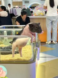 -meland亲子乐园·派对·研学·拼豆(苏州悠方购物中心店)
