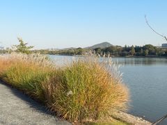 -羊山湖公园