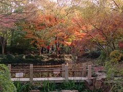 -秋霞圃
