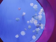 -海合安武汉极地海洋公园