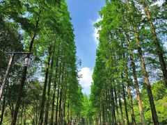 -青城山