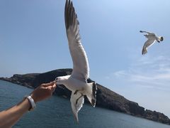-海驴岛(荣成市)