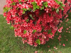 -北海道厅旧本厅舍(旧本庁舎)