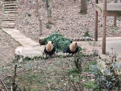 -中国大熊猫保护研究中心雅安碧峰峡基地