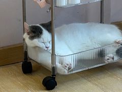 -猫咪派对(江南西店)