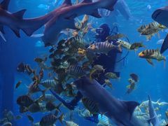 -太平洋海底世界