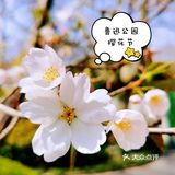 魔都市中心赏樱绝佳之地鲁迅公园