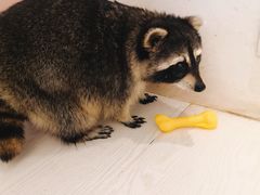 -浣熊柯尔鸭土拨鼠·电玩咖