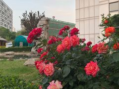 -中国中医科学院望京医院(院本部)