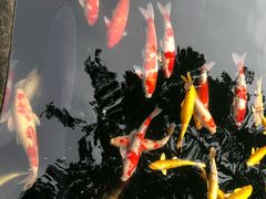-湖鲜楼