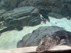 -上海海洋水族馆