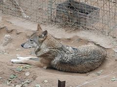 -青藏高原野生动物园