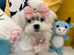 -宠爱多约克夏马尔济斯泰迪小型犬专卖