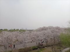 -天王浮山樱花园