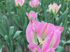 -洛阳郁金香牡丹园