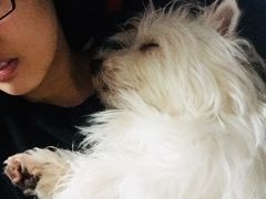 -Pets First伊珊娜洗护·精致美容·家庭式寄养(新会路店)