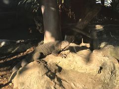 -清迈夜间动物园